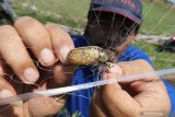 Petani mengambil serangga ampal (lepidiota stigma) yang terperangkap jaring di lahan tebu Desa Tiru Lor, Kediri, Jawa Timur, Kamis (7/11/2019). Dinas Pertanian dan Perkebunan memberikan bantuan sejumlah jaring kepada kelompok tani yang tersebar se-Kediri guna mengendalikan populasi larva ampal perusak akar tanaman tebu. Antara Jatim/Prasetia Fauzani/zk.