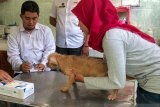 Penanganan rabies dipusatkan di Rumah Sakit Pratama dan Puskesmas Jetis