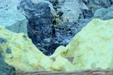 Penambang mengangkut belerang diantara kepulan asap beracun di Kawah Ijen, Banyuwangi, Jawa Timur, Kamis (7/11/2019). BPJS ketenagakerjaan memberi program-program perlindungan dasar pekerja yang dapat menjamin masa depan dari berbagai resiko seperti kecelakaan kerja, sakit, cacat fisik hingga resiko meninggal dunia yang bisa terjadi kapan saja. Antara Jatim/Budi Candra Setya/zk.