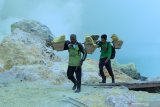 Penambang mengangkut belerang diantara kepulan asap beracun di Kawah Ijen, Banyuwangi, Jawa Timur, Kamis (7/11/2019). BPJS ketenagakerjaan memberi program-program perlindungan dasar pekerja yang dapat menjamin masa depan dari berbagai resiko seperti kecelakaan kerja, sakit, cacat fisik hingga resiko meninggal dunia yang bisa terjadi kapan saja. Antara Jatim/Budi Candra Setya/zk.