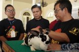 Pemkot Magelang siap mengembangkan peternakan kelinci