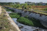 Petani menyedot air sisa limbah rumah tangga di Kelurahan Barurambat Timur, Pamekasan, Jawa Timur, Jumat (8/11/2019). Sebagian petani di kawasan itu memanfaatkan air sisa limbah rumah tangga untuk mengairi pertanian karena kesulitan mendapatkan air yang layak akibat kemarau panjang. Antara Jatim/Saiful Bahri/zk.