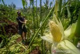Seorang petani memanen jagung di Sukamanah, Pacet, Kabupaten Bandung, Jawa Barat, Sabtu (9/11/2019). Kementerian Pertanian menargetkan pada 2019 produksi jagung mencapai 33 juta ton atau naik 10 persen dari 2018 yang hanya 30 juta ton. ANTARA JABAR/Raisan Al Farisi/agr