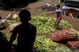 Seorang petani memanen jagung di Sukamanah, Pacet, Kabupaten Bandung, Jawa Barat, Sabtu (9/11/2019). Kementerian Pertanian menargetkan pada 2019 produksi jagung mencapai 33 juta ton atau naik 10 persen dari 2018 yang hanya 30 juta ton. ANTARA JABAR/Raisan Al Farisi/agr