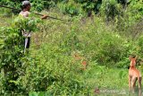 Pemburu membawa sejumlah anjingnya untuk memburu dan mengusir hama babi saat menyusuri kawasan hutan Desa Suak Nie, Kecamatan Johan Pahlawan, Aceh Barat, Aceh, Minggu (10/11/2019). Warga berpartisipasi berburu untuk memberantas hama babi hutan yang sering merusak tanaman kebun milik masyarakat. Antara Aceh/ Syifa Yulinnas.