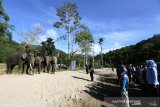 Para pawang gajah (mahout) dan peserta kemping 100 tenda mengikuti kegiatan peringatan hari pahlawan di Conservation Response Unit (CRU) Sampoiniet, Aceh Jaya, Aceh, Minggu (10/11/2019). Para mahout yang menunggangi empat gajah jinak bersama peserta kegiatan 100 tenda memberikan penghormatan kepada bendera merah putih serta mengheningkan cipta untuk arwah para pahlawan pejuang kemerdekaan Republik Indonesia dalam memperingati hari pahlawan 10 November. Antara Aceh/Irwansyah Putra.