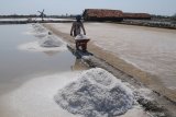 Petani memanen garam di Pamekasan, Jawa Timur, Selasa (12/11/2019). Badan Pengkajian dan Penerapan Teknologi (BPPT) bekerja sama dengan PT Garam membangun proyek percontohan produksi garam industri dengan skala produksi 40.000 ton per tahun. Antara Jatim/Saiful Bahri/zk