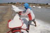 Petani memanen garam di Pamekasan, Jawa Timur, Selasa (12/11/2019). Badan Pengkajian dan Penerapan Teknologi (BPPT) bekerja sama dengan PT Garam membangun proyek percontohan produksi garam industri dengan skala produksi 40.000 ton per tahun. Antara Jatim/Saiful Bahri/zk