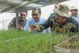 INOVASI BUDIDAYA BAWANG MERAH. Dirjen Hortikultura Kementerian Pertanian Prihasto Setyanto (kedua kanan) bersama Managing Director PT East West Seed Indonesia (Ewindo) Glenn Pardede (kiri) memeriksa hasil penyemaian benih bawang di Purwakarta, Jawa Barat (14/11/2019). Kementerian Pertanian mendorong petani untuk mengembangkan budidaya bawang merah menggunakan biji karena hemat biaya, yaitu Rp 10 juta/ha dibanding menggunakan umbi sebesar Rp 45 juta/ha, produksinya lebih besar dan mengurangi impor bibit/umbi.. ANTARA FOTO/M Ibnu Chazar/agr