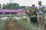 Dirjen Hortikultura Kementerian Pertanian Prihasto Setyanto (kedua kiri) bersama Managing Director PT East West Seed Indonesia (Ewindo) Glenn Pardede (kiri) memanen bawang merah di sela acara edukasi budidaya bawang merah menggunakan biji di Purwakarta, Jawa Barat, Kamis (14/11/2019). Kementerian Pertanian mendorong petani untuk mengembangkan budidaya bawang merah menggunakan biji karena hemat biaya, yaitu Rp 10 juta/ha dibanding menggunakan umbi sebesar Rp 45 juta/ha, produksinya lebih besar dan mengurangi impor bibit/umbi.. ANTARA FOTO/M Ibnu Chazar/agr