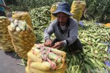 Petani mengemas jagung manis ke dalam karung usai dipetik di area persawahan Desa Tugurejo, Kediri, Jawa Timur, Rabu (13/11/2019). Petani mengaku diuntungkan menanam jagung manis karena harga jualnya cenderung stabil pada kisaran Rp3.000 per kilogram dan tidak memerluka biaya pasca panen seperti halnya jagung pakan ternak yang harus membayar jasa pengeringan dan perontokan bulir. Antara Jatim/Prasetia Fauzani/zk.