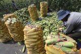 Petani mengemas jagung manis ke dalam karung usai dipetik di area persawahan Desa Tugurejo, Kediri, Jawa Timur, Rabu (13/11/2019). Petani mengaku diuntungkan menanam jagung manis karena harga jualnya cenderung stabil pada kisaran Rp3.000 per kilogram dan tidak memerluka biaya pasca panen seperti halnya jagung pakan ternak yang harus membayar jasa pengeringan dan perontokan bulir. Antara Jatim/Prasetia Fauzani/zk.