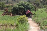 Kondisi kawasan makam pahlawan nasional Tan Malaka di lereng gunung Wilis, Desa Selopanggung, Kediri, Jawa Timur, Kamis (14/11/2019). Makam pahlawan yang terletak di pemakamam umum tersebut hanya diberi tanda sederhana dan belum dibangun secara maksimal oleh pemerintah daerah setempat. Antara Jatim/Prasetia Fauzani/zk.