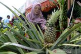 Wakil Ketua PKK provinsi Aceh, Dyah Erti Idawati bersama rombongan menyaksikan buah nenas di salah satu anjungan tanaman hortikultura dan palawija pada pameran Aceh Agro Expo 2019 di Lapangan Blang Padang, Banda Aceh, Aceh, Sabtu (16/11/2019). Aceh Agro Expo 2019 diikuti sejumpah kabupaten/kota itu menampilkan berbagai jenis komoditas holtikultura, palawija, perkinan makanan olahan dan tehnologi pertanian yang berlangsung tanggal 15 - 17 November 2019. Antara Aceh/Ampelsa.
