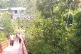 Taman bakau Ruar jadi tujuan wisata alam di Biak Numfor
