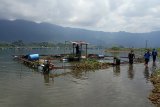 Danau Maninjau dibersihkan dari eceng gondok dan keramba jaring apung