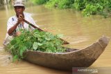 Seorang warga melintasi genangan banjir dengan menggunakan perahu di Desa Pasi Leuhan, Kecamatan Johan Pahlawan, Aceh Barat, Minggu (17/11/2019). Tingginya intensitas hujan sejak sepekan terakhir menyebabkan ratusan rumah warga dan ratusan hektar perkebunan di Kabupaten Aceh Selatan, Aceh Tenggara, Aceh Utara, Aceh Tamiang, Aceh Timur, Aceh Tengah, Bireun, Aceh Barat, dan Kota Langsa terendam banjir dengan ketinggian 20 sampai 130 cm. Antara Aceh/Syifa Yulinnas.