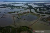 Delta Mahakam. Kawasan Mangrove Delta Mahakam Kecamatan Muara Jawa Kutai Kartanegara Kalimantan Timur yang mengalami deforestasi akibat pembuatan tambak tambak udang secara masif sejak 1998.(Foto ANTARA/Suryawan/AHM)