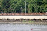 Dinding siring sungai Martapura tampak mengalami kerusakan di jalan Kapten Piere Tandean, Banjarmasin, Kalimantan Selatan, Senin (18/11/2019). Dinding siring yang tampak mengalami kerusakan tersebut mengurangi keindahan salah satu tempat wisata andalan Kota Banjarmasin. Foto Antaranews Kalsel/Bayu Pratama S.