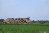 Pekerja berada di samping gudang pengeringan tembakau yang rusak terkena angin puting beliung di Desa Kawangrejo, Mumbulsari, Jember, Jawa Timur, Selasa (19/11/2019). Badan Penanggulangan Bencana Daerah (BPBD) Jember mencatat angin puting beliung merusak 51 bangunan di enam kecamatan di Jember yang terjadi kemarin, Senin (18/11/2019) petang. Antara Jatim/Seno/zk.