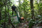 Tiga orangutan dilepasliarkan di Taman Nasional Bukit Raya