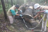 BBKSDA sebut gajah mati di Arara Abadi Riau diduga korban perburuan gading