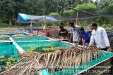 Pemkab Agam dorong budidaya ikan gabus menggunakan kolam terpal