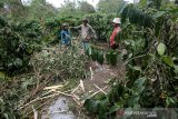 Warga melihat tanaman perkebunan yang dirusak kawanan gajah liar di Dusun Sejahtera, Desa Rimba Raya, Bener Meriah, Aceh, Sabtu (23/11/2019). Menurut Kepala Desa Rimba Raya diperkirakan sebanyak 40 ekor lebih gajah sumatra liar berkeliaran di pemukiman maupun perkebunan warga dean telah merusak delapan unit rumah serta ratusan hektare tanaman perkebunan sejak dua pekan terakhir. Antara Aceh/Irwansyah Putra.