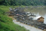 Warga memberi makan ikan yang dibudidayakan menggunakan keramba apung di Sungai Batanghari, Jambi Luar Kota, Muarojambi, Jambi, Jumat (22/11/2019). Muarojambi yang sebagian wilayahnya dialiri Sungai Batanghari merupakan sentra budi daya ikan air tawar Provinsi Jambi dengan hasil panen mencapai lebih dari 20 ribu ton per tahun yang dipasarkan ke sejumlah daerah. ANTARA FOTO/Wahdi Septiawan/pras.