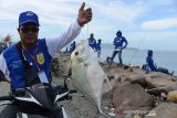 Seorang peserta memperlihatkan ikan mando hasil tangkapannya saat mengikuti lomba memancing pada event Banda Aceh Fishing Turnament 2019 di kawasan wisata Kampung Jawa, Banda Aceh, Aceh, Minggu (24/11/2019). Banda Aceh Fishing Turnamen 2019 diikuti sebanyak 1.024 peserta dari kelas tradisional dan profesional seluruh kabupaten/kota se Aceh itu, merupakan agenda  tahunan dalam memajukan sektor wisata bahari dan sekaligus gerakan cinta laut bebas dari sampah plastik. Antara Aceh/Ampelsa.