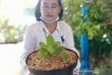 Daun dewa pereda gatal