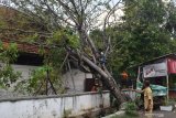 Petugas membersihkan pohon yang menimpa gedung SMK Gula Rajawali Madiun, Jawa Timur, Senin (25/11/2019). Hujan disertai angin kencang di wilalyah tersebut mengakibatkan sejumlah pohon tumbang. Antara Jatim/Siswowidodo/zk