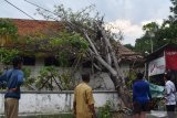 Petugas membersihkan pohon yang menimpa gedung SMK Gula Rajawali Madiun, Jawa Timur, Senin (25/11/2019). Hujan disertai angin kencang di wilalyah tersebut mengakibatkan sejumlah pohon tumbang. Antara Jatim/Siswowidodo/zk