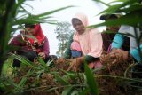 Warga penyangga Taman Nasional Bukit Tigapuluh (TNBT) yang tergabung dalam Kelompok Wanita Tani (KWT) Bukit Siguntang Lestari memanen jahe merah di Muara Sekalo, Sumay, Tebo, Jambi, Senin (25/11/2019). Usaha perkebunan jahe merah yang dilakukan puluhan perempuan di desa penyangga TNBT tersebut merupakan program pemberdayaan warga yang difasilitasi WWF Indonesia-Jambi sejak Desember 2018 dengan tujuan meningkatkan pendapatan warga setempat melalui pemanfaatan pekarangan dan lahan kosong sekitar rumah. ANTARA FOTO/Wahdi Septiawan/pd.