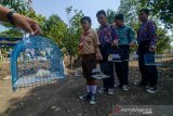 Perwakilan siswa menunjukan anak ayam yang diberikan Wali Kota Bandung Oded M Danial di Gedebage, Bandung, Jawa Barat, Kamis (21/11/2019). Pemerintah Kota Bandung meluncurkan program tahap pertama pemberian 2.000 anak ayam yang dibagikan ke 12 sekolah tingkat SD dan SMP di wilayah Kecamatan Gedebage dan Kecamatan Cibiru yang ditujukan untuk meminimalisir siswa agar tidak kecanduan gawai. ANTARA JABAR/Raisan Al Farisi