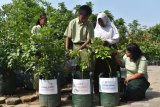 Siswa disabilitas menyiapkan bibit pohon jeruk yang dipersembahkan untuk Menteri Pendidikan, Gubernur Jawa Timur dan Bupati Madiun yang akan ditanam di lingkungan Sekolah Luar Biasa (SLB) Dharma Wanita Jiwan, Kabupaten Madiun, Jawa Timur, Rabu (27/11/2019). Kegiatan tersebut untuk menyongsong peringatan Hari Menanam Pohon Indonesia yang jatuh pada 28 November sekaligus menanamkan kemandirian dan jiwa kewirausahaan siswa disabilitas. Antara Jatim/Siswowidodo/zk.