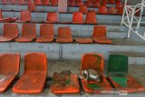 Seekor kucing tertidur dikursi tribun penonton yang rusak di Stadion Wiradadaha di Komplek Olahraga Dadaha, Kota Tasikmalaya, Jawa Barat, Kamis (21/11/2019). Stadion Sepakbola yang memiliki kapasitas tempat duduk mencapai 10 ribu penonton itu, kondisinya tidak terawat. ANTARA JABAR/Adeng Bustomi/agr