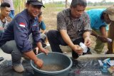 Dosen IPB sosialisasikan hormon oodev  pada masyarakat Lampung