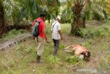 Harimau mangsa lima ekor sapi dan tiga kambing di Aceh Utara