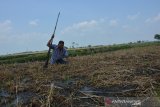 Warga terperosok ke dalam tanah yang berubah menjadi lembek di areal persawahan Desa Banjardowo, Jombang, Jawa Timur, Selasa (3/12/2019). Sekitar 1 hektar tanah sawah milik warga setempat berubah menjadi lembek seperti busa serta bergerak memantul goyang-goyang bila diinjak. Fenomena ini sudah terjadi sejak bertahun-tahun lalu, karena menurut masyarakat tanah sawah tersebut awalnya merupakan rawa. Antara Jatim/Syaiful Arif/zk