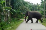 Gajah liar merusak puluhan rumah transmigran