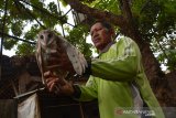  Kusaini (60) memperlihatkan seekor burung hantu (tyto alba) di lokasi penangkaran Desa Jombatan, Kecamatan Kesamben, Kabupaten Jombang, Jawa Timur, Kamis (5/12/2019).Hewan nokturnal tersebut selanjutnya akan dilepasliarkan ketika usia 6 bulan, sebagai predator alami hama tikus perusak tanaman padi milik petani setempat. Namun saat ini populasi burung hantu mulai berkurang karena banyak yang mati akibat ditembak oleh orang tak bertanggung jawab. Antara Jatim/Syaiful Arif/zk