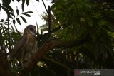 Seekor burung hantu (tyto alba) berada di lokasi penangkaran Desa Jombatan, Kecamatan Kesamben, Kabupaten Jombang, Jawa Timur, Kamis (5/12/2019). Hewan nokturnal tersebut selanjutnya akan dilepasliarkan ketika usia 6 bulan, sebagai predator alami hama tikus perusak tanaman padi milik petani setempat. Namun saat ini populasi burung hantu mulai berkurang karena banyak yang mati akibat ditembak oleh orang tak bertanggung jawab. Antara Jatim/Syaiful Arif/zk