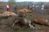 Belasan ekor sapi di Kupang tewas tersambar petir