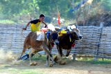 Joki memacu sepasang sapi kerapan saat latihan di Desa Murtajih, Pamekasan, Jawa Timur, Jumat (6/12/2019). Guna menjaga performa selama tidak ada perlombaan, sapi tersebut dirawat dan dipacu dua kali dalam seminggu. Antara Jatim/Saiful Bahri/zk.