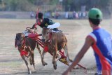 Petugas (kanan) berusaha menghentikan  sapi kerapan usai melewati garis finish saat latihan di Desa Murtajih, Pamekasan, Jawa Timur, Jumat (6/12/2019). Guna menjaga performa selama tidak ada perlombaan, sapi tersebut dirawat dan dipacu dua kali dalam seminggu. Antara Jatim/Saiful Bahri/zk.