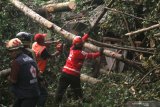 Petugas memotong kayu yang menimpa mushola untuk mencari korban di kawasan wisata Sumber Jiput, Kota Kediri, Jawa Timur, Senin (9/12/2019). Bencana angin kencang yang disertai hujan lebat di daerah tersebut mengakibatkan satu orang meninggal dunia, tiga mobil rusak, dan sejumlah bangunan roboh. Antara Jatim/Prasetia Fauzani/zk.