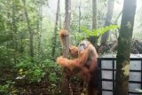 BBKSDA Sumut lepas liarkan seekor Orangutan di Sibual-buali