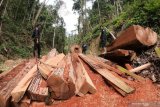 Petugas Pengamanan dan Perlindungan Hutan (PPH) PT Alam Bukit Tigapuluh (ABT) saat menemukan tumpukan kayu log yang ditebang secara ilegal di kawasan penyangga Taman Nasional Bukit Tigapuluh, wilayah konsesi PT ABT di Tebo, Jambi, Minggu (8/12/2019). Taman nasional di Jambi yang menjadi rumah bagi sejumlah flora dan fauna dilindungi itu mendapat ancaman serius dari perburuan liar serta pembalakan ilegal. ANTARA FOTO/Wahdi Septiawan/pras.