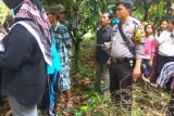 Ibu muda di Agam ditemukan tergantung di pohon kakao